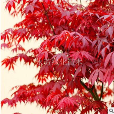 直銷美國(guó)紅楓樹(shù)苗 行道樹(shù)綠化苗木 紅楓小苗批發(fā)庭院植物