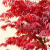 直銷美國紅楓樹苗 行道樹綠化苗木 紅楓小苗批發庭院植物