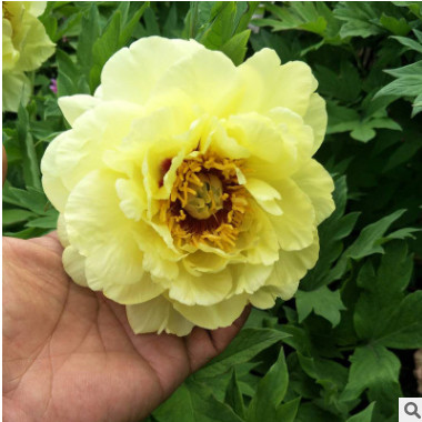 牡丹苗木批發 花卉基地優質牡丹苗木 觀賞植物花苗盆栽