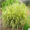 細葉芒 斑葉芒芒草類齊全 苗木基地直銷 規(guī)格齊全 價格優(yōu)惠
