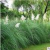 矮蒲葦 觀賞草 草本宿根植物 基地直供 濕地景觀 蒲葦苗