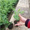 四季玫瑰苗 盆栽玫瑰 工程綠化種植四季花卉 室內花卉 四季玫瑰