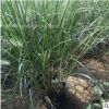 狼尾草 廠家直銷小兔子狼尾草 量大優惠 園林景觀綠化工程 狼尾草