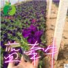 批發矮牽牛花 盆栽矮牽牛 多種顏色 喇叭花 種植花卉 牽牛花