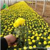 青州禾豐園 花卉培育 國慶菊萬壽菊 臺盆栽花長期供應