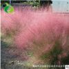 粉黛亂子草 多年生觀賞草花 自產自銷粉黛亂子草 景觀花卉