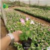 禾豐園花卉培育 夏瑾 陽臺植物 綠化盆栽 開花植物 景觀裝飾綠植