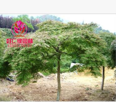 常年供應羽毛楓 羽毛楓規格齊全 一手貨源 大型羽毛楓種植基地