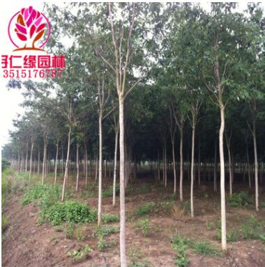 基地批發楸樹苗 喜光耐寒 楸樹苗工程綠化苗木 規格齊全量大優惠