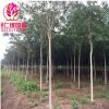 基地批發楸樹苗 喜光耐寒 楸樹苗工程綠化苗木 規格齊全量大優惠