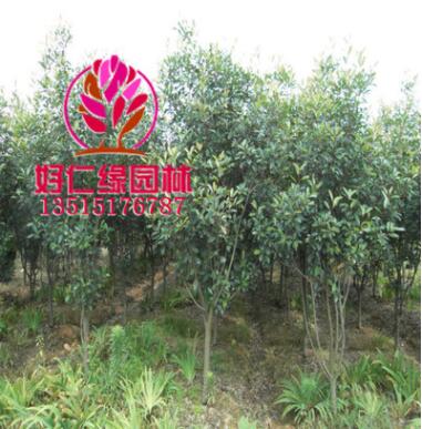 基地批發紅葉石楠樹 高桿紅葉石楠 石楠樹小苗 樹形優美 基地直供