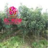 基地批發紅葉石楠樹 高桿紅葉石楠 石楠樹小苗 樹形優美 基地直供