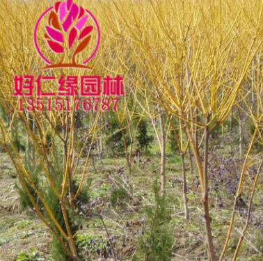 黃金槐 金枝槐 金絲槐 槐樹 國槐 龍爪槐 全規格槐樹基地直供