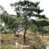 *出售 大規格黑松 園林綠化造型樹 大型黑松樹 規格齊全 品種多