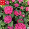 批發(fā)繡球花 盆栽庭院花壇綠化植物 花卉基地批發(fā)供應(yīng)優(yōu)質(zhì)繡球花
