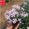 花葉叢生福祿考 花壇盆栽公園園林景觀工程 批發(fā)花葉芝櫻