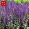 批發(fā)藍(lán)花鼠尾草 公園盆栽園林景觀小區(qū)綠化 批發(fā)優(yōu)質(zhì)鼠尾草苗