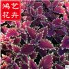 彩葉草批發(fā) 大量供應(yīng) 基地直銷 園林綠化 時(shí)花供應(yīng)