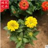 批發(fā)百日草 優(yōu)質(zhì)一二年生花卉花壇盆栽 存活率高基地直銷百日草