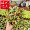 礬根 園林工程立體墻體綠化彩葉耐寒庭院地被植物 花卉基地直銷