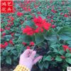 批發盆栽一串紅 青州草花一串紅基地 一二年生花卉一串紅