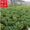 國慶菊價格 哪里有國慶菊 國慶菊種植基地 紅色黃色國慶菊直銷