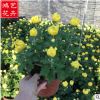 批發大菊花盆栽 公園園林花壇綠化裝飾 基地直銷優質大菊花