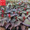 批發雞冠花 花壇盆栽園林綠化花海工程 易栽植 批發優質雞冠花