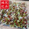 雙色盆四季海棠盆栽 營養缽四季海棠 四季海棠穴盤苗 量大優惠