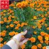 孔雀草 優質草本花卉四季可播盆栽花海易種植成活率高 批發孔雀草