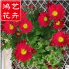 進口荷蘭菊 多色 荷蘭菊地被批發 荷蘭菊草花盆栽 花壇花境公園擺