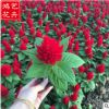 批發雞冠花 一二年生花卉一支筆雞冠花花壇盆栽 園林小區庭院綠化