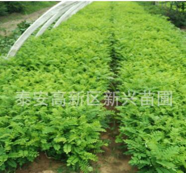 刺槐樹苗 別名洋槐樹苗、香花槐苗，洋槐樹花