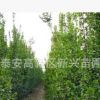 東基地供應北海道黃楊 北海道小苗 大葉黃楊 冬青球等綠化苗木