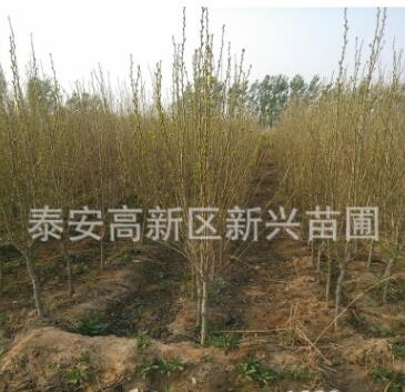出售綠化苗木木槿樹苗木槿花苗粉紫白黃木槿小苗庭院花卉