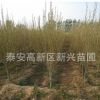 出售綠化苗木木槿樹苗木槿花苗粉紫白黃木槿小苗庭院花卉
