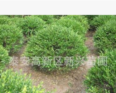 優(yōu)質(zhì)冬青苗出售 冬青球大量批發(fā) 經(jīng)營各種綠化苗木
