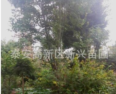 五角楓苗木出售基地直銷 各種綠化苗木工程苗木批發(fā)