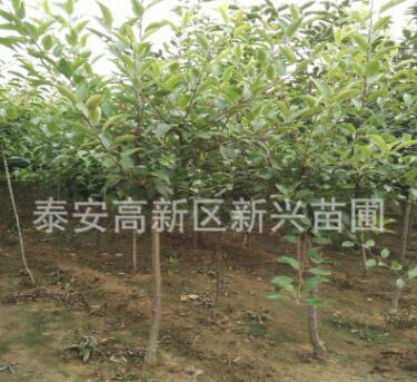 苗圃直銷紅嘎啦蘋果樹 紅富士蘋果樹 規(guī)格齊全 量大從優(yōu)