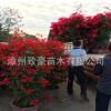 福建同安紅三角梅盆栽苗工程苗