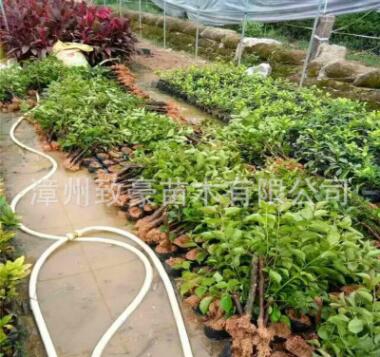 廠家直銷三角梅插秧小苗大苗盆栽苗多色三角梅