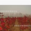 供應紅楓 紫藤 觀賞竹 木瓜 海棠等綠化苗木 規格齊全