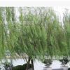 供紅楓，馬褂木，垂柳，金絲柳，紅花桎木等花木(圖)