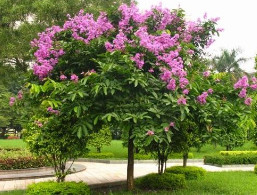 小葉紫薇
