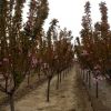 江蘇供應喬灌木嫁接紅櫻花白櫻花花地勁批發供應