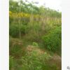 江蘇金葉槐價格低基地直銷金葉槐 金枝槐最新報價沭陽春景園林