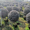 廣西[產品]/廣西冠紅花繼木球7價格/報價
