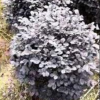 廣西供應冠紅花繼木球6規格齊全