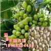 基地批發 果樹苗盆栽開心果苗長果阿月渾子9月上旬成熟 盆栽果樹