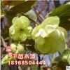 庭院盆栽地栽植物花卉 重瓣櫻花樹 須磨浦普賢象櫻花苗 當年開花